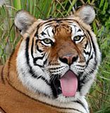 tiger tongue out