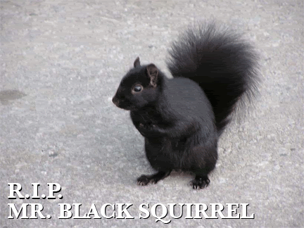 black-squirrel.gif image by NycAnarchy